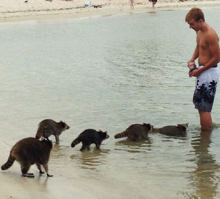 hilarious beach photos racoons at the beach