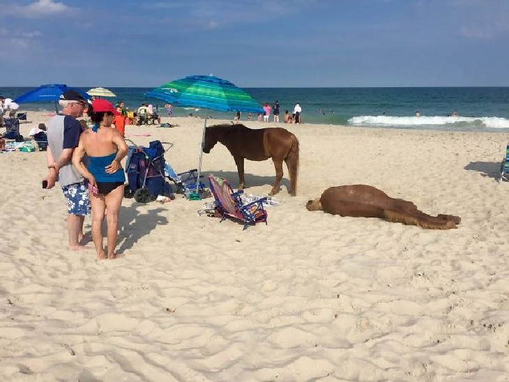 hilarious beach photos wild ponies at the beach