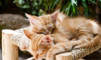 improve your life quiz: orange kittens