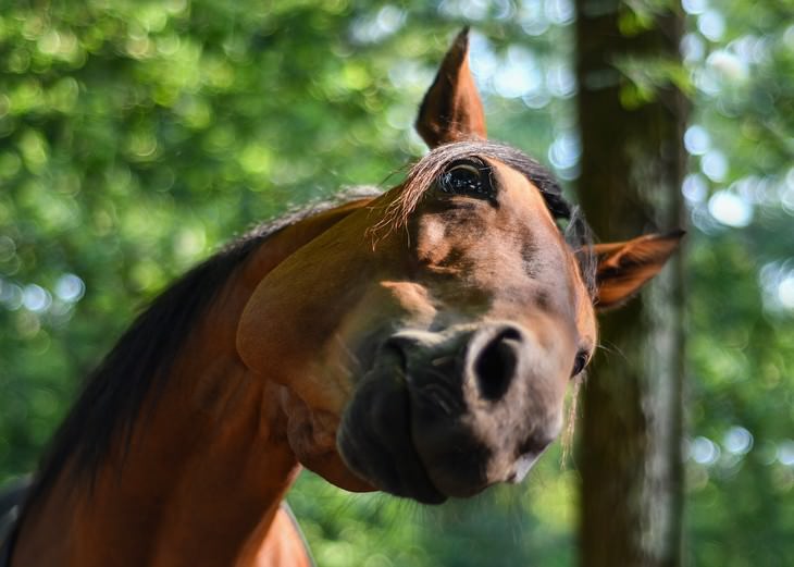 facts about the internet surprised horse