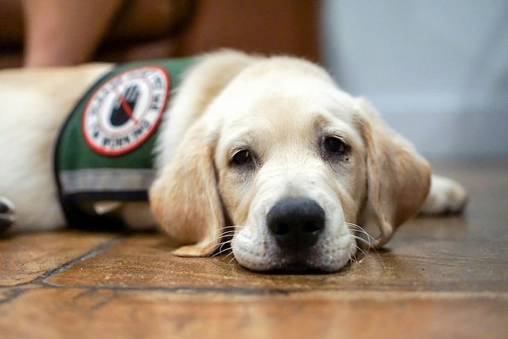 medical detection dogs labrador puppy