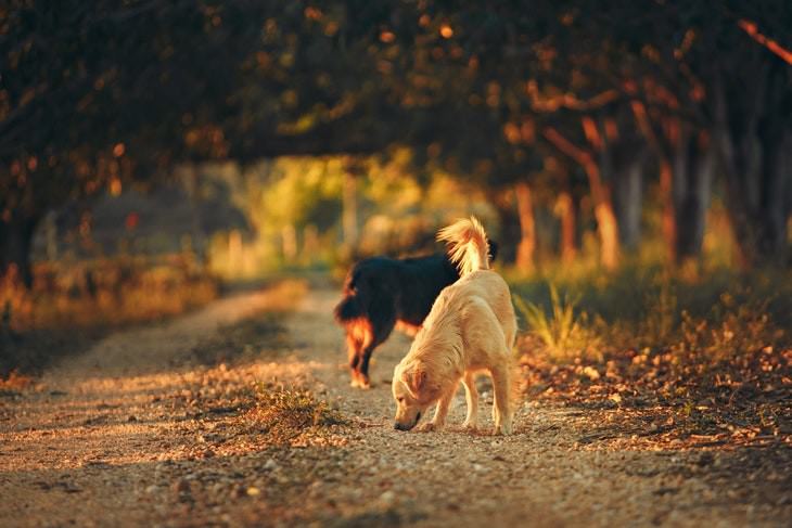 medical detection dogs sniffing