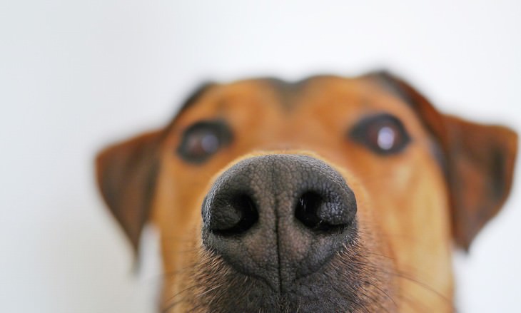 medical detection dogs nose