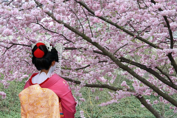 Japan travel tips: cherry blossom