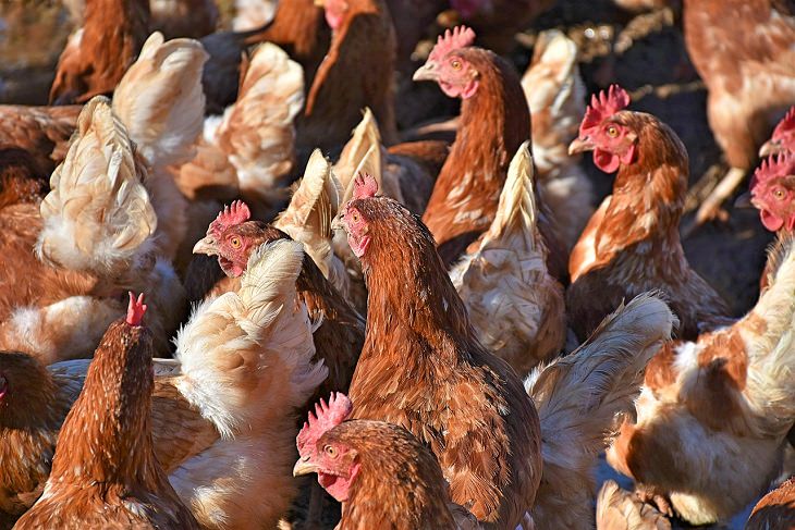 chicken breast nutrition chickens in a farm