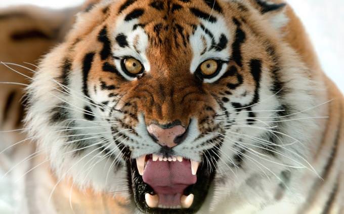 tiger trivia test: snarling tiger