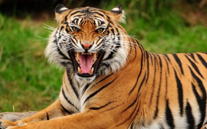 tiger trivia test: tiger showing teeth