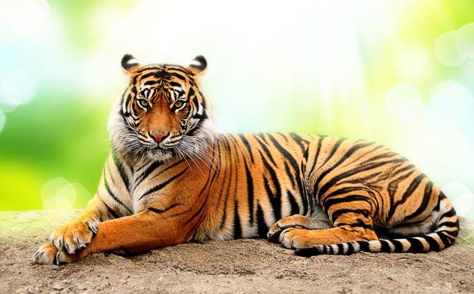 Quiz How Much Do You Know About The Proud Tiger Trivia Quizzes Quizzes