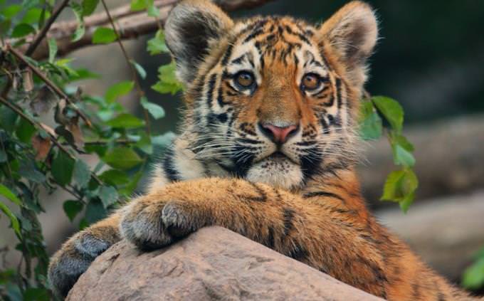 tiger trivia test: tiger cub