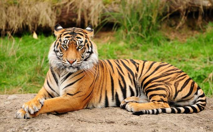 Quiz How Much Do You Know About The Proud Tiger Trivia Quizzes Quizzes