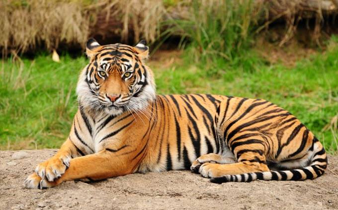 Tiger quiz: tiger lying down