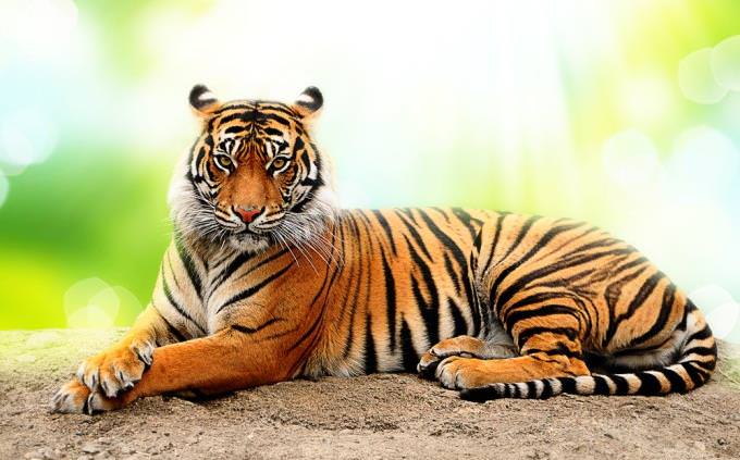 Tiger quiz: tiger lying down