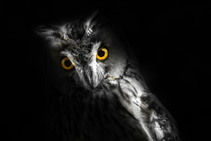 Night owls: owl