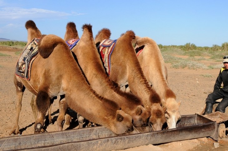 Animal myths: camels