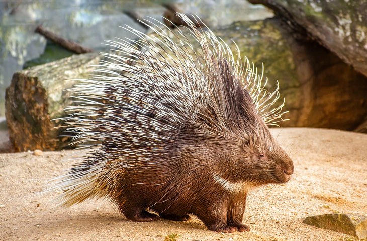 Animal myths: porcupine