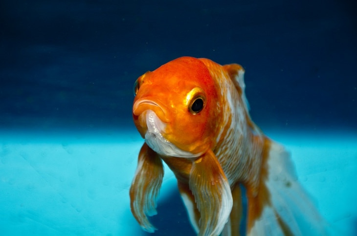 Animal myths: goldfish