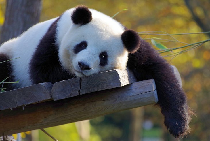 Animal myths: panda