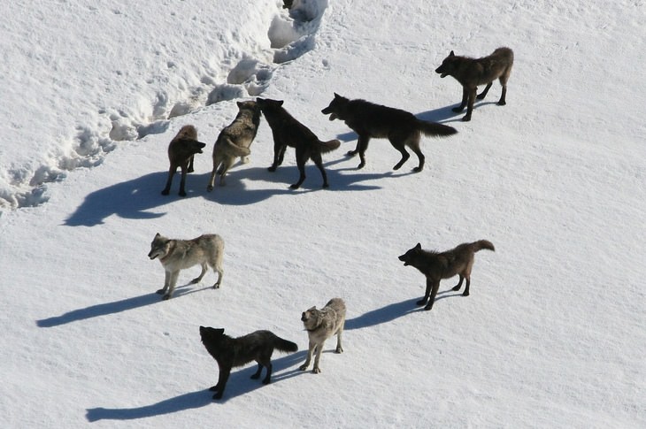 Animal myths: wolf pack