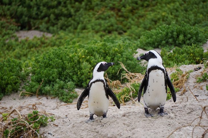 Animal myths: penguins