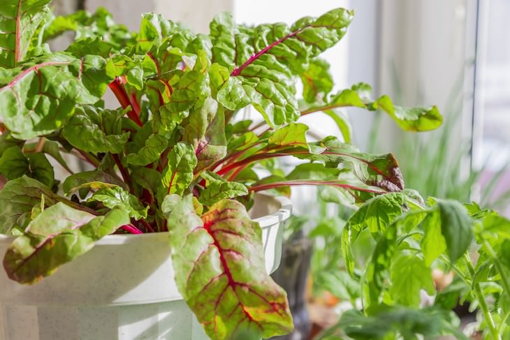 indoor gardening beets