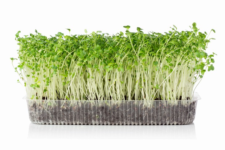 indoor gardening Microgreens