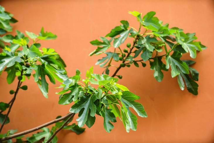 indoor gardening figs