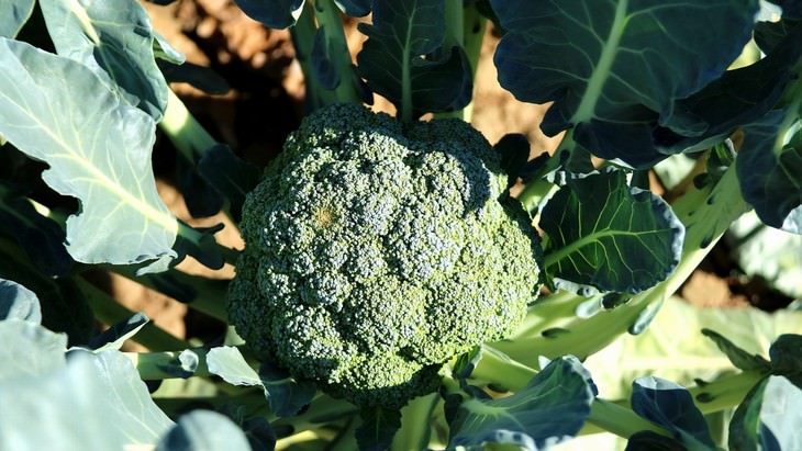 indoor gardening Broccoli