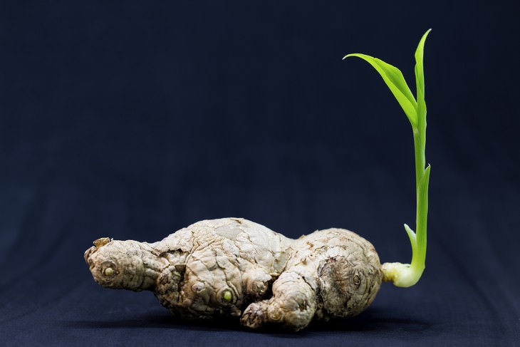 indoor gardening Ginger