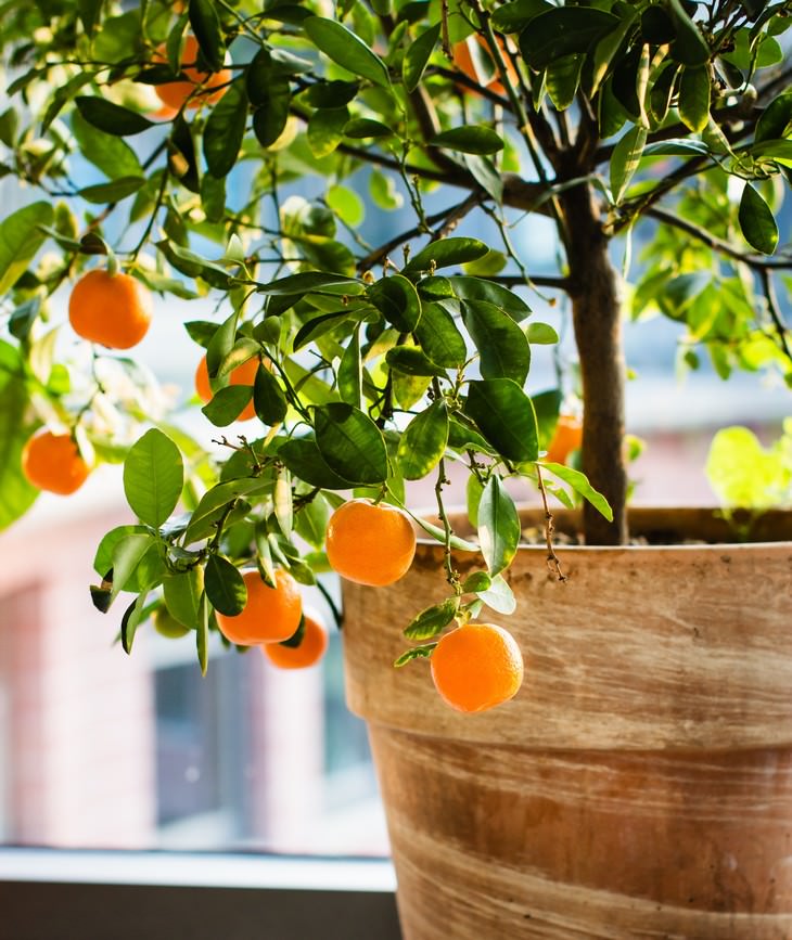 indoor gardening Mandarin Oranges or Meyer Lemons