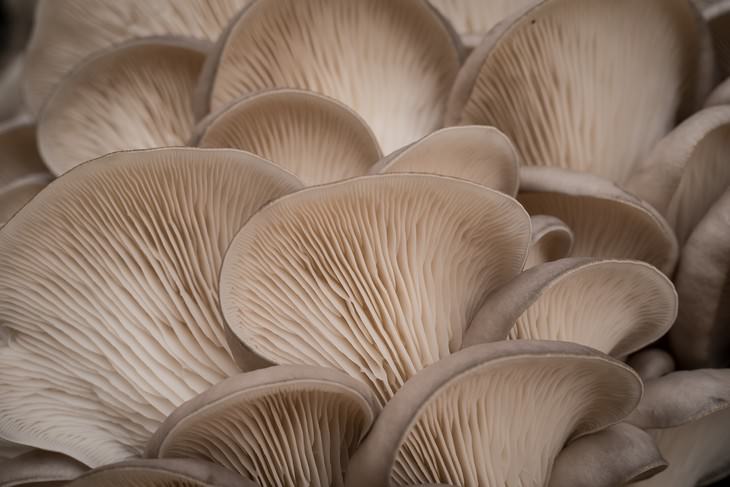 indoor gardening mushrooms
