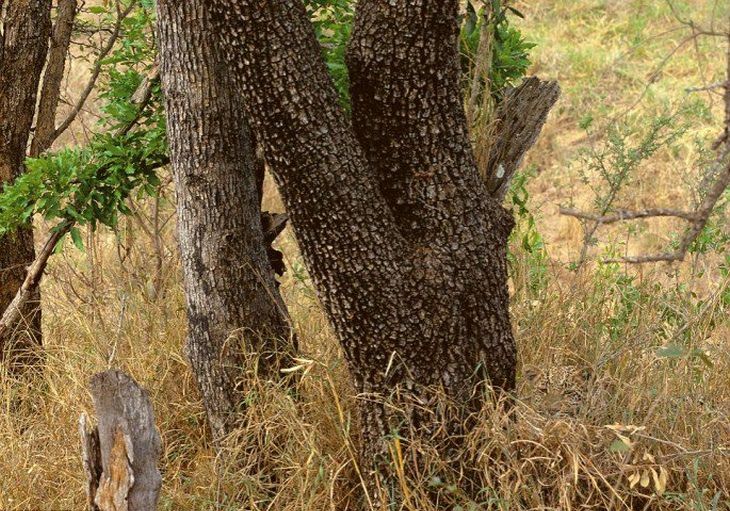 Spot the animal: leopard