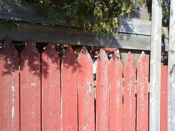 Spot the animal: cat fence