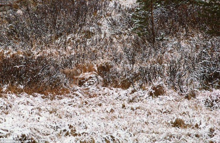 Spot the animal: coyote