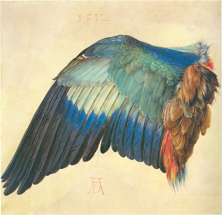 Albrecht Durer: wing