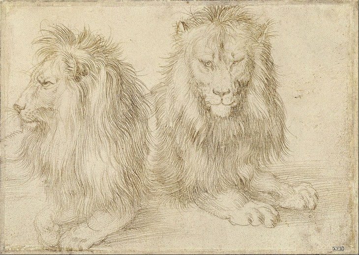 Albrecht Durer: lions