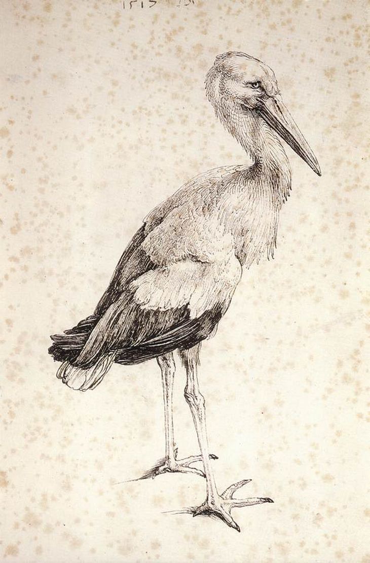 Albrecht Durer: stork