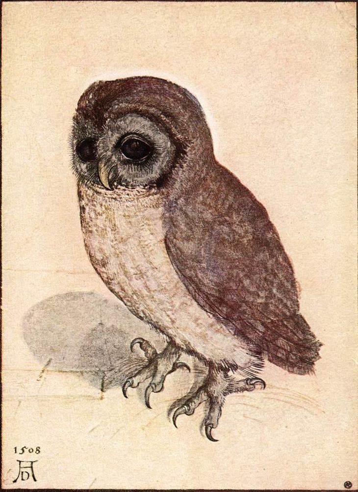 Albrecht Durer: owl