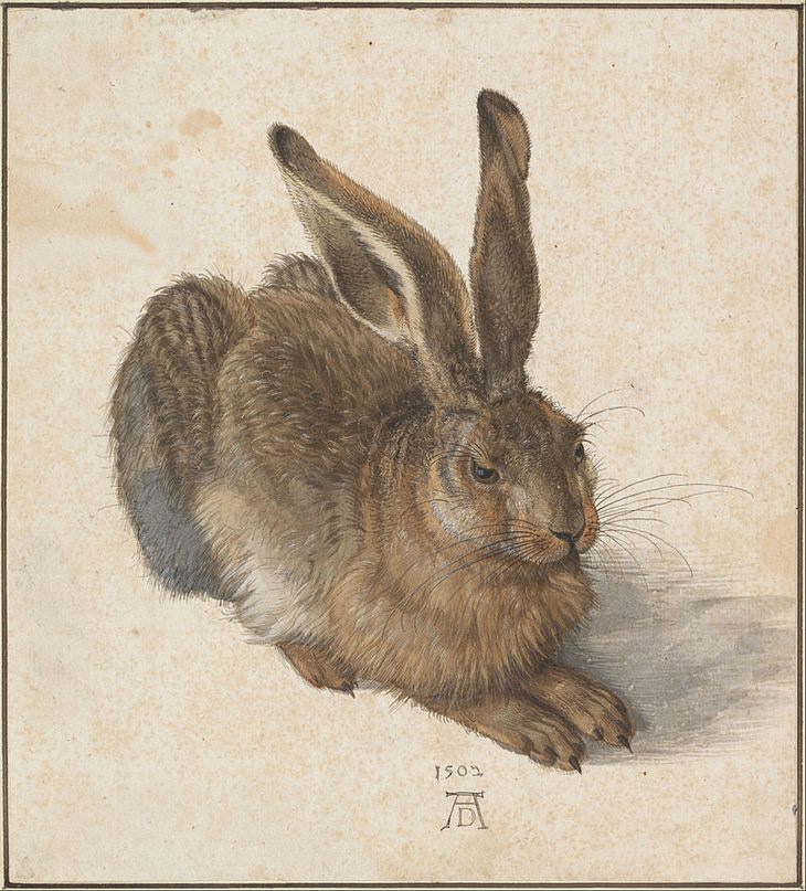 Albrecht Durer: hare