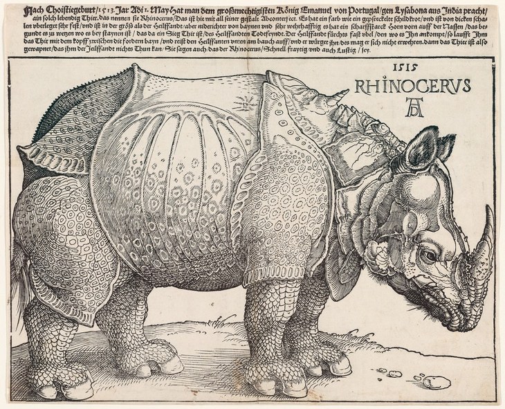 Albrecht Durer: rhino