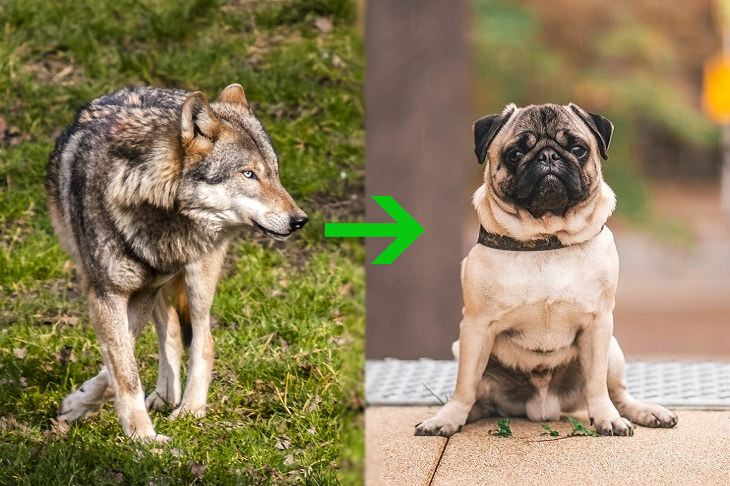 GMOs: wolf pug