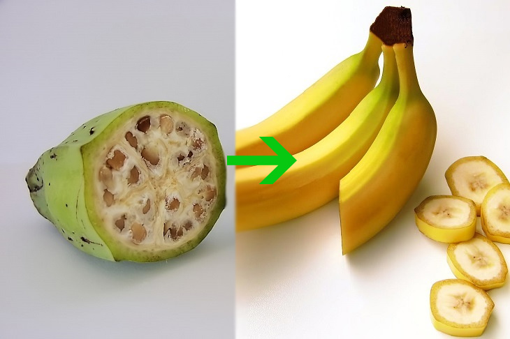 GMOs: bananas