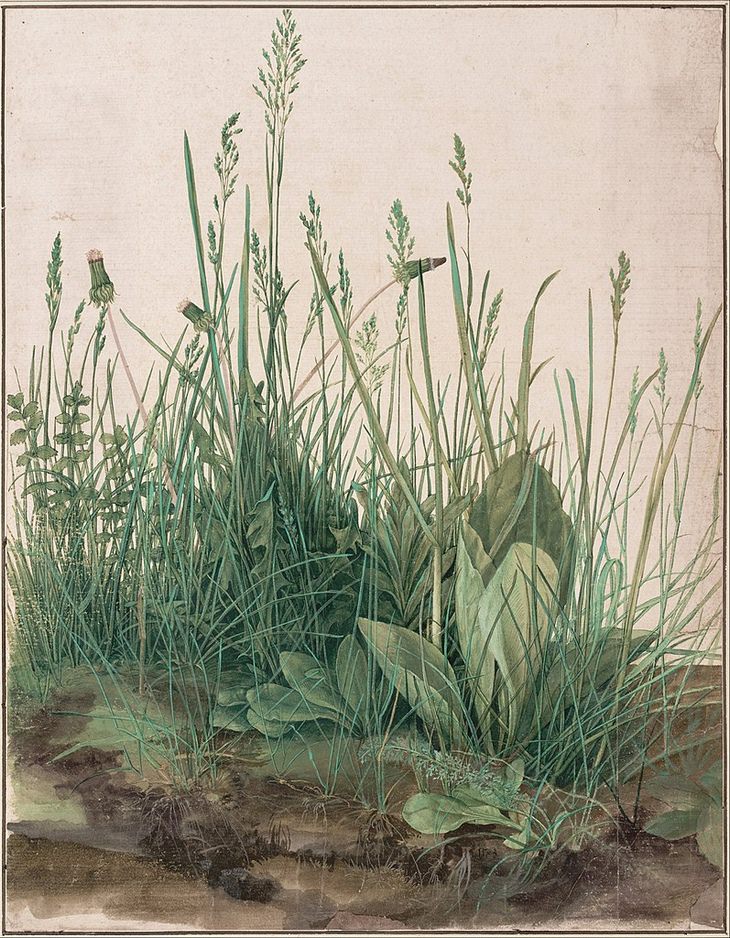 Albrecht Durer: vegetation