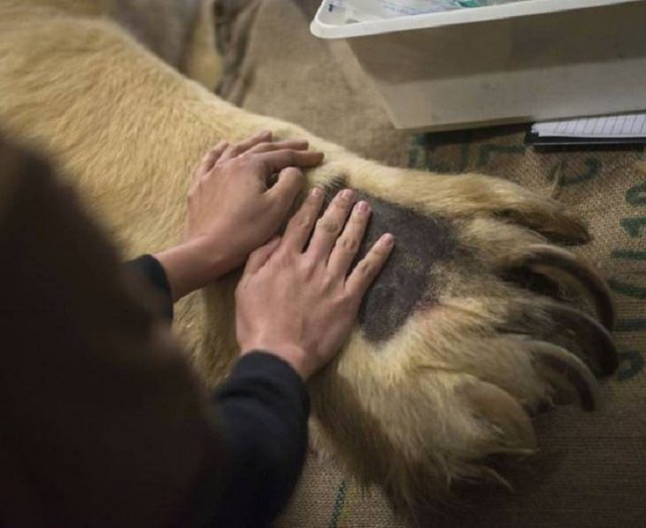 polar bear paw, interesting, bizarre, random,  beautiful, odd, strange