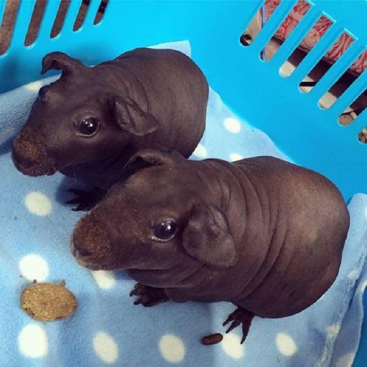 baby hippo, guinea pigs, bald, hairless, interesting, bizarre, random,  beautiful, odd, strange