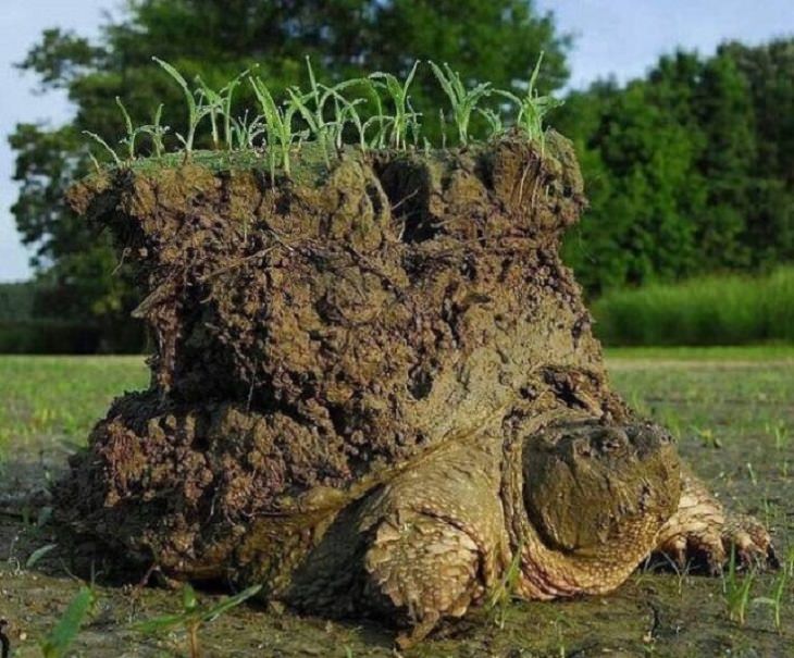 turtle, tree, camaflouge, interesting, bizarre, random,  beautiful, odd, strange