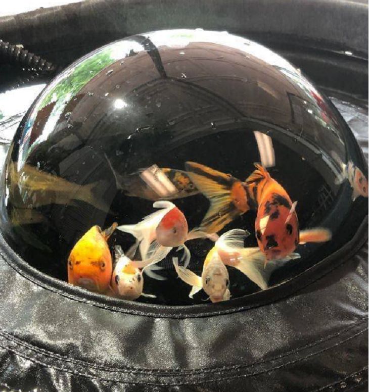 fish bowl, top, interesting, bizarre, random,  beautiful, odd, strange
