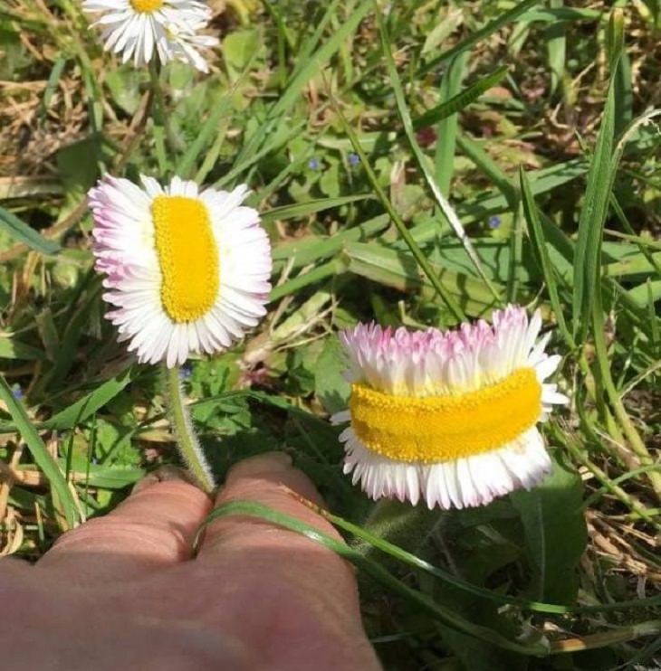 daisy, mutated, interesting, bizarre, random,  beautiful, odd, strange