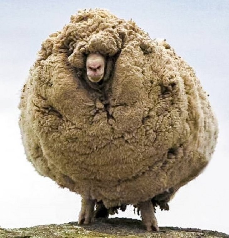 sheep, shear, interesting, bizarre, random,  beautiful, odd, strange