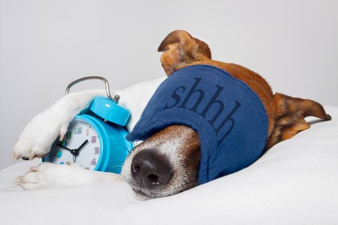 sensitive sleeper dog mask