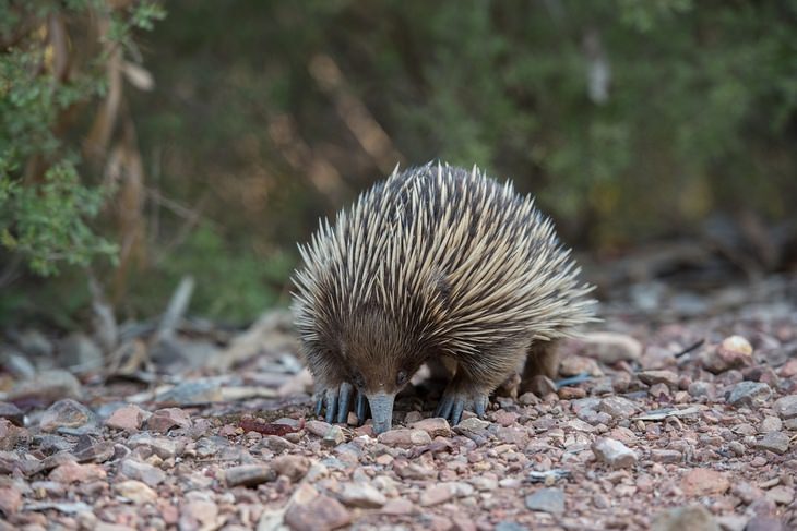 Unknown animals: echidna